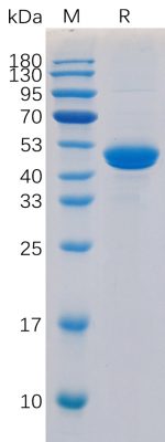 sp-PME100192 CD40 Ligand hFc PAGE 300