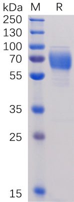 sp-PME100477 2B4 hFc SP