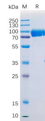 sp-PME100531 SIRPα mFc PAGE 300