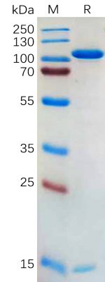 sp-PME100562 PCSK9 hFc PAGE 300