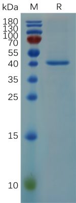 sp-PME100679 RNASE4 hFc PAGE 300