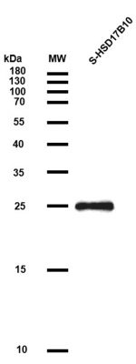 sp-PME100714 HSD17B10 S PAGE2 300