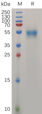 sp-PME100728 PRNP90 230 Protein hFc PAGE 300