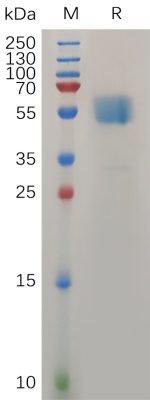 sp-PME100729 TMIGD2 Protein hFc PAGE 300