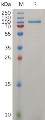 sp-PME100734 LRIG1 Protein His PAGE 300