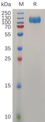 sp-PME100737 IFNAR1 Protein mFc PAGE 300