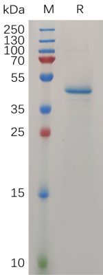 sp-PME100738 MDK Protein hFc PAGE 300