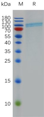 sp-PME100818 CD39 hFc PAGE 300