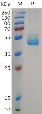 sp-PME100828 CD3E hFc PAGE 300