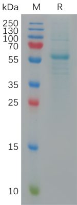 sp-PME101146 SARS CoV 2 Omicron BA.5 S protein RBD hFc PAGE 300