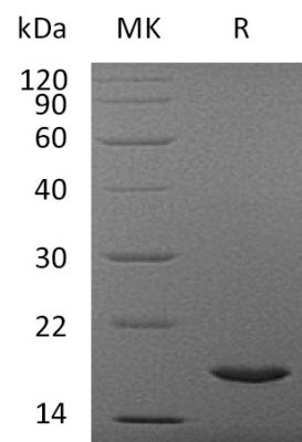 sp-PME30007 C073 Q9NZH6 SDS PAGE 0