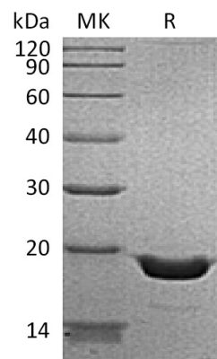 sp-PME30019 CG91 P01375 SDS PAGE 0