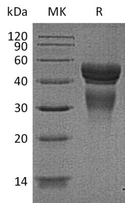 sp-PME30022 CI58 P29459P29460 SDS PAGE 0