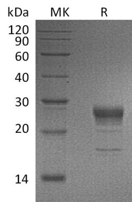 sp-PME30025 CM88 P21781 SDS PAGE 0