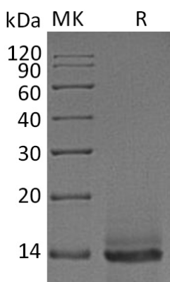 sp-PME30029 CJ43 O14793 SDS PAGE 0