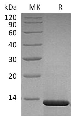 sp-PME30030 CI51 P01138 SDS PAGE 0