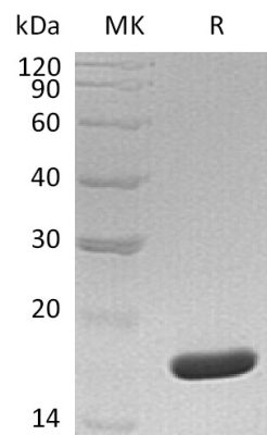 sp-PME30031 CG64 Q969H8 SDS PAGE 0