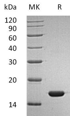 sp-PME30032 C005 P01563 SDS PAGE 0