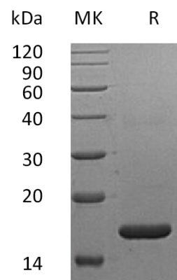 sp-PME30033 C025 P01563 SDS PAGE 0