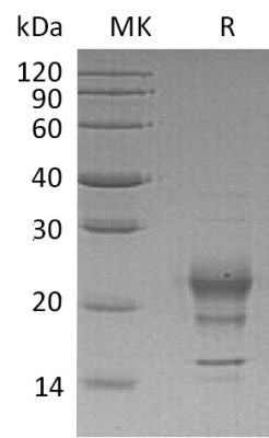 sp-PME30035 CI57 P01579 SDS PAGE 0