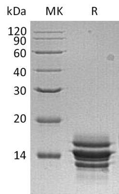 sp-PME30036 CI83 P02775 SDS PAGE 0