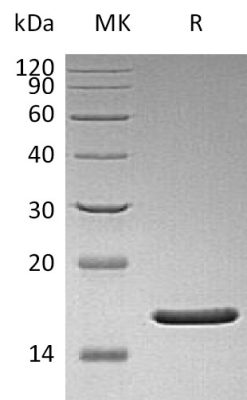 sp-PME30040 CH89 BAG70264.1 SDS PAGE 0