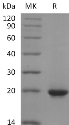 sp-PME30041 C02K Q15465 SDS PAGE 0