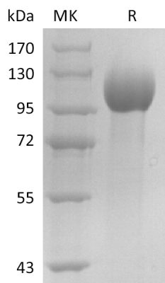 sp-PME30042 C16P Q6UXG2 SDS PAGE 0