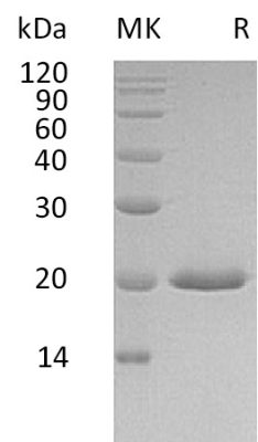 sp-PME30050 CC24 P05014 SDS PAGE 0