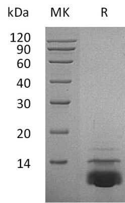 sp-PME30052 CF14 P42830 SDS PAGE 0