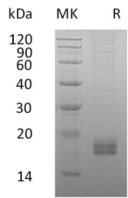 sp-PME30054 CC43 O00175 SDS PAGE 0