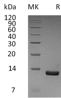 sp-PME30056 CC95 AAI26243.1 SDS PAGE 0