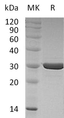 sp-PME30066 CK12 P55075 4 SDS PAGE 0