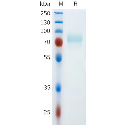 sp-pme m100120 cd46 sp1