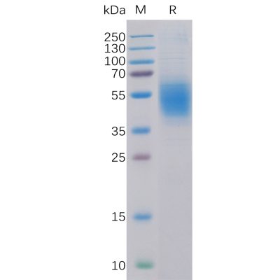 sp-pme100096 clec12a sp1