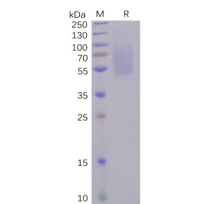 sp-pme100491 s1 protein ntd sp1