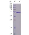sp-pme100496 s1 protein ctd sp1