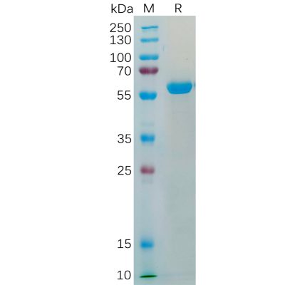 sp-pme100539 s protein rbd sp1