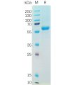 sp-pme100543 s protein rbd sp1