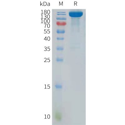 sp-pme101122 ptprg sp1