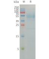 sp-pme101215 selenop sp1