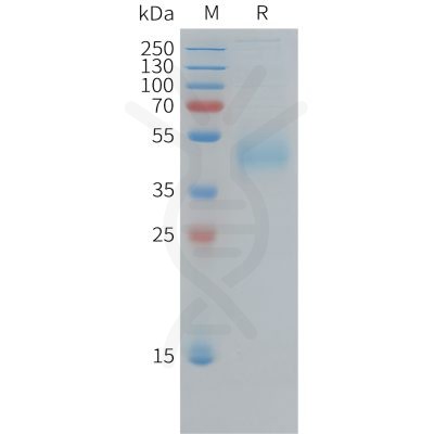 sp-pme101383 cd33 sp1