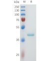 sp-pme101604 nectin 4 sp1