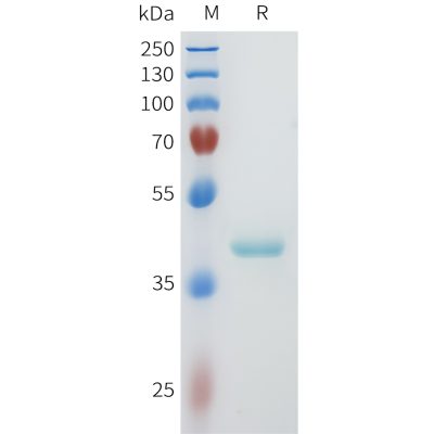 sp-pme101604 nectin 4 sp1