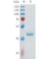 sp-pme101605 nectin 4 sp1