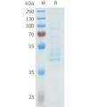 sp-pme101613 cdh3 sp1