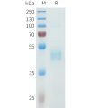 sp-pme101615 cdh3 sp1