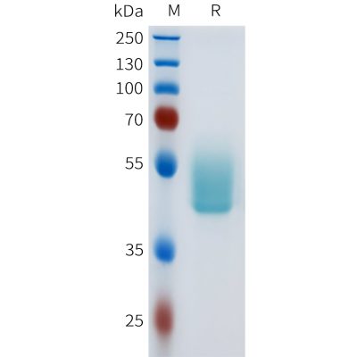 sp-pme101622 cd117 sp1