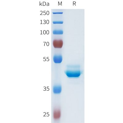 sp-pme101629 cdh1 sp1