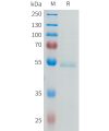 sp-pme101636 ror2 sp1